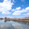 桜　駕与丁公園（2025年4月2日）